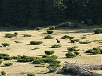 Szarvasok