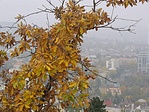 előtérben szinek, háttérben a város