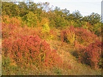Az ősz szépséges színeiben pompázott ez a domboldal