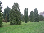 fenyők