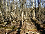 A második pont