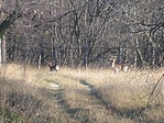Őzek