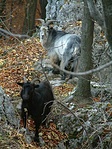 A kiváncsiskodók