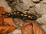 Szalamandra