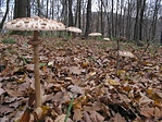 Őzlábgombák