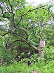 Félkaru Ent