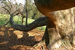 Ősállat