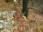 a rejtek