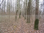 a vízszint