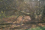 Fény-pókháló
