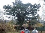 120 éves cédrus