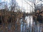 csendélet