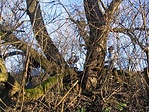 kincskeresők