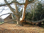 Platán