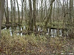 Láperdő
