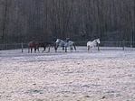 Ezek akkor most deresek?? (2005.01.22)
