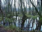 A láperdő.