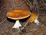 Amanita muscaria