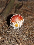 Amanita muscaria
