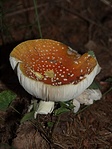 Amanita muscaria
