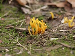 Calocera viscosa
