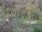 tavcska