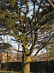 Ágaboga