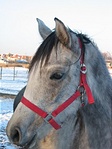 Paci1