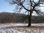 Magányos fácska