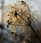 napsütötte kócoska