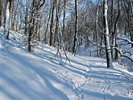 erdő