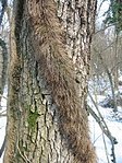 Kígyó
