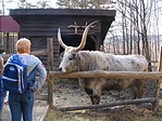 Szürkemarha