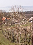 Tavasz