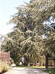 Bejarat