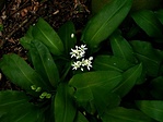 Medvehagyma
