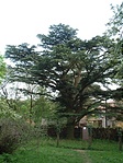 A cédrus