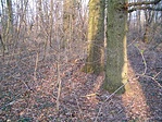 környezet