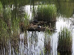 Teknős