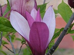 Promellis pattura