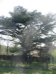 Libanoni cédrus