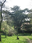 Libanoni cédrus