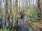 Láperdő 1.