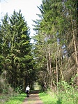 fenyves is van itt