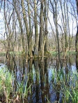 láperdő 4.