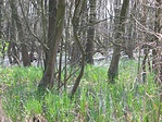 Láperdő 5.