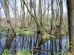 Láperdő 6.