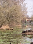 Maradék természet