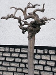 Szobor