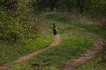 A szörny